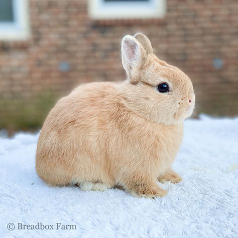 Different Bunny Breeds, Bunny Breeds, Bunny Colors, Best Meat Rabbit Breeds, Netherland Drawf Bunny, Orange Rabbit, Pet Bunny Rabbits Mini Lop, Show Rabbits, Manifest 2024