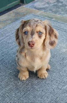 Mini Long Haired Dachshund Dapple, Mini Dotson Puppies, Puppy Small Breed, Dutchhounds Puppy, Cutest Puppy In The World, Mini Doxie Puppies, Cute Animal Photos Puppys, Fluffy Wiener Dog, Mini Daschund Long Haired