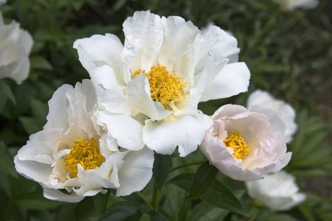 Peony flowers are a late-spring favorite for gardeners, but, for an herbalist working in clinical practice, it’s the root that holds the most interest. White Peony root, (Paeonia Lactiflora) is often used in traditional Chinese formulas to balance the female reproductive cycle. Historically, it was also used as part Reproductive Cycle, Medicine Garden, Peonies White, Paeonia Lactiflora, Peony Root, Growing Peonies, White Peony, Peony Flowers, Late Spring