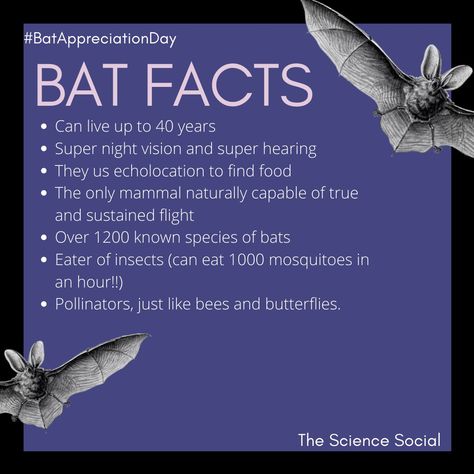 Bat Fursona, Facts About Bats, Crow Facts, Bat Facts, Bat Species, Wild Animals Photos, Animal Guides, Animal Facts, Animals Of The World