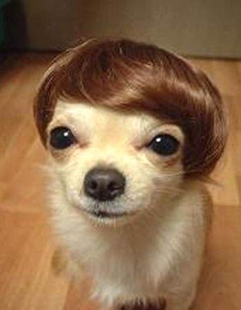 Ay chihuahua! K wanted me to repin this!  Where can we get a little wig for Dash?! Chien Shih Tzu, Chihuahua Funny, Funny Animal Photos, Cutest Animals, Chihuahua Love, Funny Dog Pictures, Puppy Pictures, Cute Creatures, Beetles