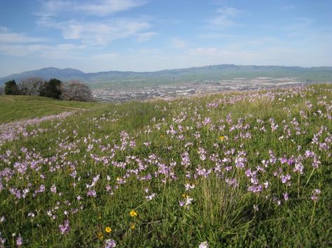 Best Places Around Pleasanton To See Wildflowers Pleasanton California, Wild Flowers, Things To Do, California, Natural Landmarks, Photography, Travel