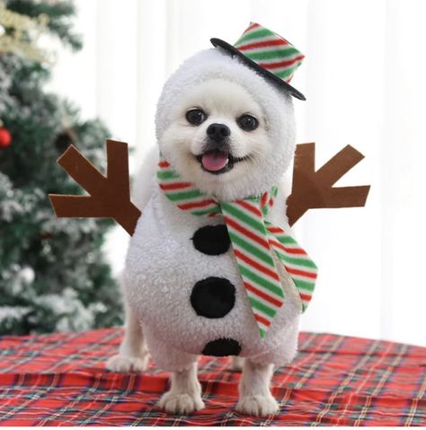 Dog Snowman, Christmas Pet Clothes, Snowman Costume, Pet Halloween Costumes, Salou, Pet Holiday, Dog Costume, Cat Costumes, Christmas Costumes