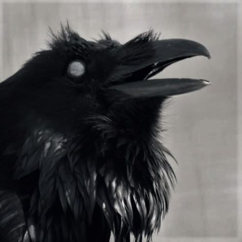 Crow Painting, Raven Bird, Raven Art, 강아지 그림, Crows Ravens, The Crow, Arte Inspo, 인물 사진, Creature Art