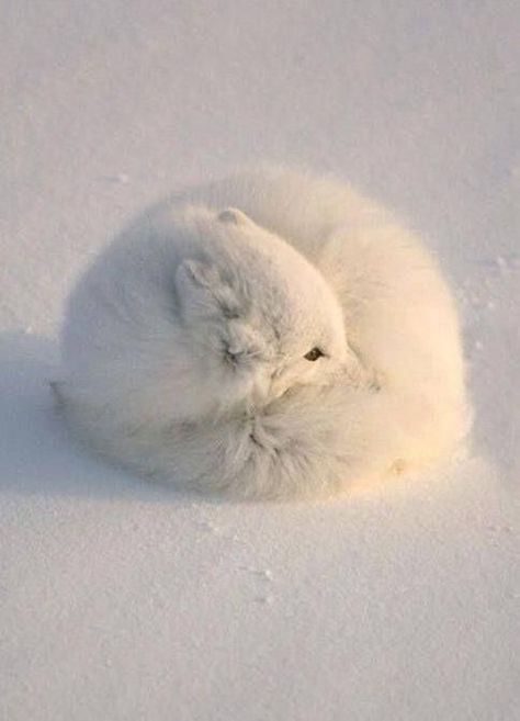 An Ivory and Gold Aesthetic Blog Arctic Fox, Fluffy Animals, The Snow, Fox, Animals, White