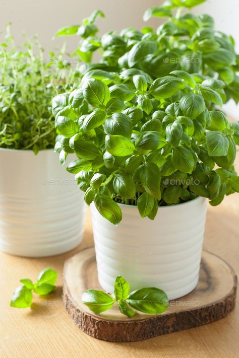 Basil Aesthetic, The Pot Of Basil, Herb Garden Photography, Herbs Photography, Thyme Photography, Basil Pot, Herbs In Pots, Cat Friendly Plants, Colorful Farmhouse