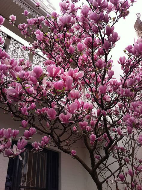 my grandma used to have two giant magnolia trees in her back yard and we would always pick up the fallen petals and make things with them :) Hosta Plants, Flowers Blooming, Magnolia Trees, Bonsai Plants, Tree Seeds, Ornamental Plants, Deco Floral, Magnolia Flower, Perennial Garden