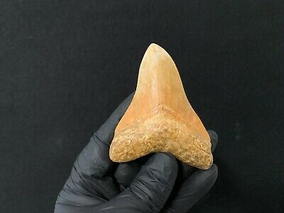 (eBay) fossile / véritable dent de requin Megalodon de 90 mm du Maroc Croquis