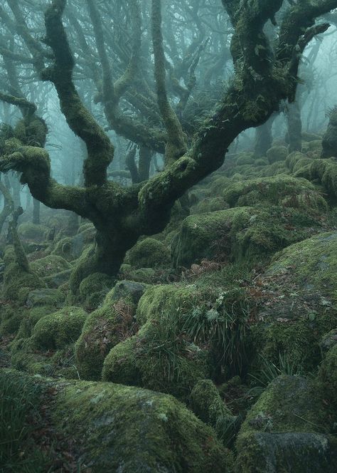 Is That Dagobah? No, Just a Real-Life Magical Forest | WIRED Misty Woods, Dark Naturalism, John Bauer, Twisted Tree, Moss Covered, Colossal Art, Mystical Forest, Dark Cottagecore, Magic Forest