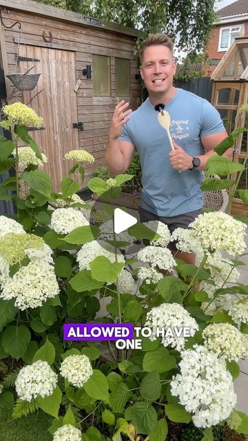 Jonny Hincks on Instagram: "Hydrangea incrediball  Planting Location: Full sun to partial shade. Morning sun and afternoon shade work best in hotter regions.  Soil: Rich, well-drained, slightly acidic to neutral. Add compost for best results.  Watering: Keep soil consistently moist. Water deeply 2-3 times a week and mulch to retain moisture.  Planting Time: Best planted in autumn for strong spring growth.  Fertilising: Use a balanced fertiliser in spring to boost blooms.  Pruning: Prune in late winter or early spring to encourage new growth and larger blooms.  Placement: Great for borders, foundations, or as a specimen plant. Space 1.5-1.8 meters apart for a privacy hedge.  Keep your Incrediball Hydrangea thriving with these tips! 🌸  #GardeningTips #Hydrangea #IncrediballHydrangea" Shade Foundation Planting, Hydrangea Incrediball, Full Sun Hydrangea, Plant Space, Incrediball Hydrangea, Hydrangea Landscaping, Privacy Hedge, Growing Hydrangeas, Hydrangea Garden