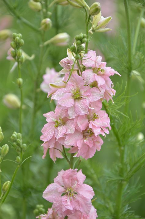 Light Pink Larkspur Light Pink Delphinium, Pink Larkspur Flower, Pink Larkspur Tattoo, Larkspur Bouquet, Larkspur Flowers, Pink Larkspur, Larkspur Tattoo, Water Lily Tattoos, June Flower