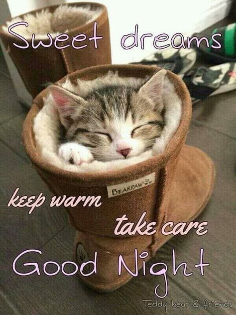 Good Night Cold Weather Quotes, Good Night Stay Warm, Goodnight Cat Images, Good Night Cat Pics, Animal Good Night Quotes, Good Night Teddy Bear, Nighty Night Quotes, Cold Weather Funny, Kisses Quotes