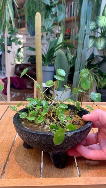 Pennywort Plant, Container Water Gardens, Betta Aquarium, Indoor Water Garden, Gothic Garden, Growing Plants Indoors, Unique Plants, Plant Powered, Growing Indoors