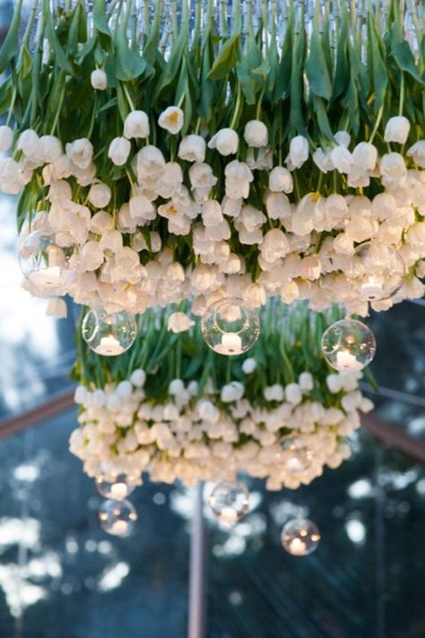 tulips hanging upside down / http://www.himisspuff.com/hanging-glass-globes-wedding-decor-ideas/6/ Hanging Flower Arrangements, Bouquet Champetre, Tulip Wedding, Flowers Hanging, Rustic Wedding Decorations, Floral Chandelier, Preowned Wedding Dresses, White Tulips, Hanging Flowers