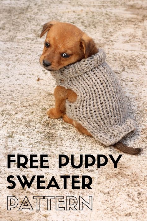 Free puppy sweater knitting pattern Chihuahua Knitting Pattern Free, Free Knitting Pattern For Small Dog Coat, Puppy Knitting Pattern Free, Knitting Pattern For Dog Sweater, Small Dog Sweater Knitting Patterns Free, Small Dog Sweaters Knit Free Pattern, Dog Sweater Knitting Patterns Free, Dog Coats Patterns Free Knitting, Free Dog Sweater Knitting Patterns