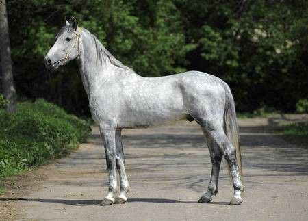 Orlov Trotter, Grey Horse, Appaloosa, Trotter, Horse Coloring, Pretty Horses, Horse Breeds, Beautiful Horses, Horses