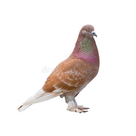 Brown dove. Isolated on a white background , #sponsored, #dove, #Brown, #Isolated, #background, #white #ad Brown Dove, Brown Background, Background White, Vector Design, Parrot, White Background, Photo Image, Royalty Free Stock Photos, Royalty Free