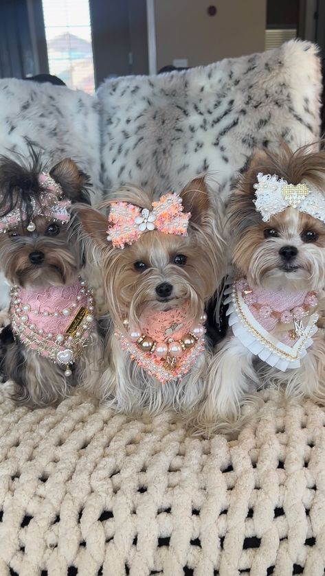 https://www.instagram.com/reel/CeDGqzzjBjh/?igshid=MDJmNzVkMjY= Royal Dog, Saylor Moon, What Love Means, Love Means, Designer Dogs, Beaded Dog Collar, Yorkie Lovers, Daisy Girl, Yorkie Dogs