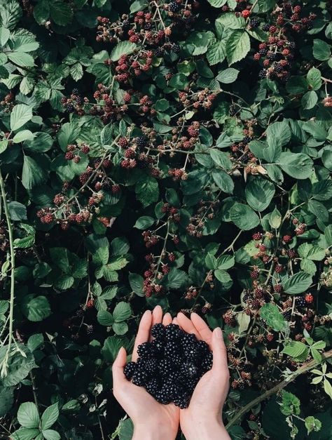 Blackberry Picking Aesthetic, Blackberry Bramble, Blackberry Plants, Blackberry Bush, Countryside Life, Blackberry Picking, Grand Millennial Style, Blackberry Farm, Farm Photos