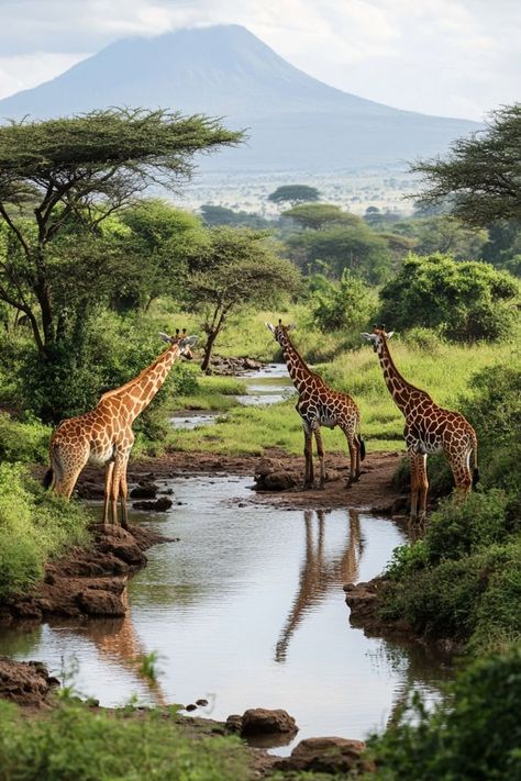 Embark on an Eco-Tourism Adventure in Kenya 🦒✨ Support wildlife conservation and community-based tourism in Kenya. Experience eco-friendly safaris, stay in sustainable lodges, and immerse yourself in the rich biodiversity of this African gem. 🌿 #EcoTourismKenya #SustainableTravel #WildlifeConservation #Kenya Kenya Safari, Wildlife Safari, Beautiful Images Nature, Sustainable Travel, Wildlife Conservation, Tanzania, Travel Dreams, Beautiful Images, Kenya