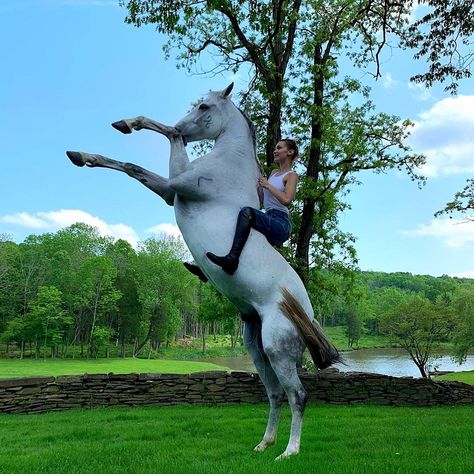 Horsey Life, Horse Riding Aesthetic, Bareback Riding, Animal Rights Activist, Horse Aesthetic, Equestrian Life, White Horses, Cute Horses, Horse Life