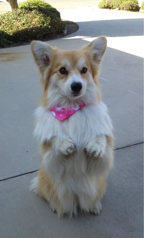 20 Pictures That Show Corgis Are the Best Dogs Ever - Corgi Sploot, Fluffy Corgi, Cute Corgi Puppy, Corgi Owner, Corgi Pictures, Corgi Pembroke, Corgi Funny, Cute Corgi, Fluffy Dogs