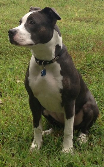 Nala the gray and white Pit Bull Terrier sitting on grass looking into the distance White Pitbull Puppies, Black And White Pitbull, White Pitbull, Black Pitbull, Dog Breeds Pictures, Pit Bull Puppies, American Pitbull, Pitbull Puppy, Black And White Dog