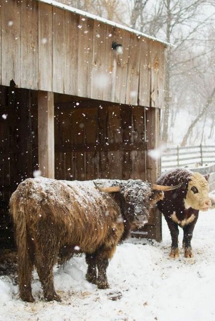 Monthly Backgrounds, Winter Farm, Run In Shed, Sea Cow, Future Farms, Thick Coat, Highland Cattle, Dressage Horses, Horse Ranch