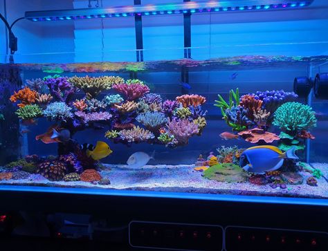 Amazing 110 gallon SPS dominated reef aquarium lighted by Atlantik V4 •Orphek 40 Gallon Saltwater Aquarium, Coral Fish Tank, Sps Coral, Coral Reef Aquarium, Reef Tanks, Aquarium Led, Coral Fish, Led Aquarium Lighting, Aquarium Design