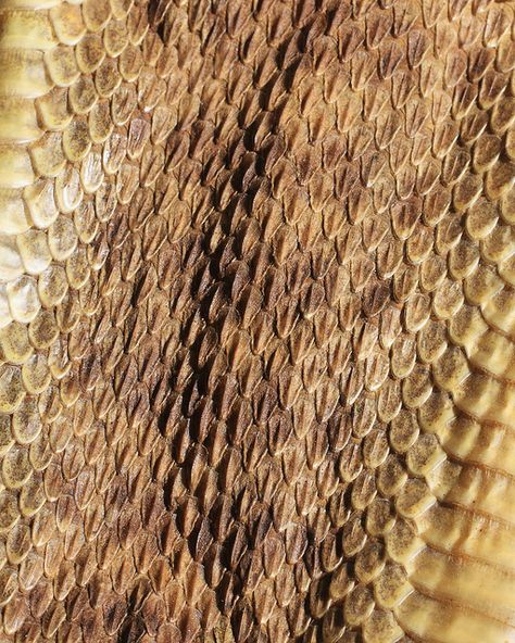 S Gold Scales Aesthetic, Scales Aesthetic, Aerion Targaryen, Celestial Dragons, Gold Scales, Reptile Scales, Snake Scales, Dragon Embroidery, Python Skin