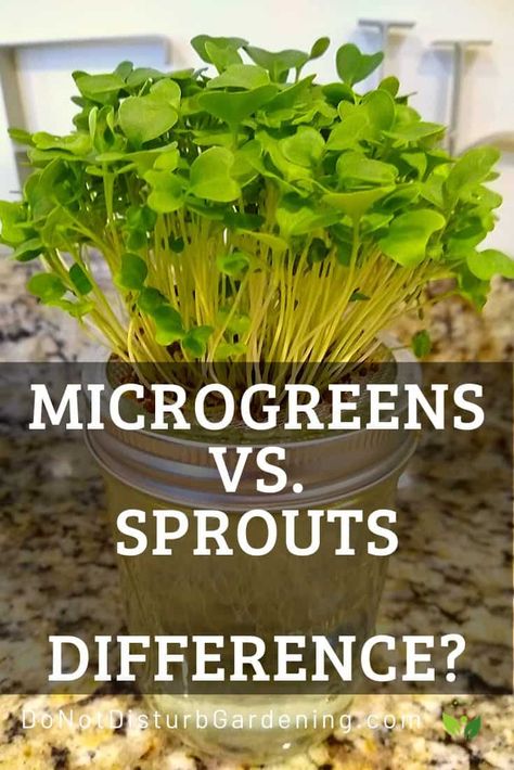 Microgreens vs. Sprouts: What’s the Difference? – Do Not Disturb Gardening Sprouts Benefits, Deck Gardening, Microgreens Growing, Microgreens Garden, Microgreens Recipe, Indoor Herbs, Micro Herbs, Grow Microgreens, Vertical Farm