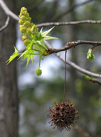 Sweetgum (Liquidambar styraciflua)- male & female flower parts with fruit ball hanging below. Sweet Gum Ball Tincture, Brazil Nut Tree, Larix Decidua Pendula, Flower Parts, Baobab Fruit, Special Plants, Sweet Gum, Leucophyllum Frutescens, Coastal Plain