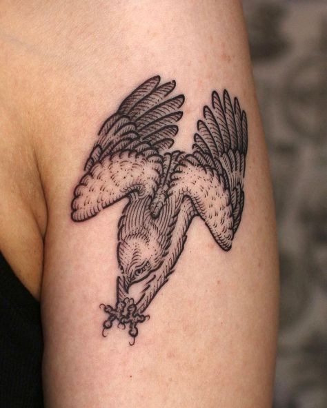 Lithograph Tattoo, Archaeopteryx Tattoo, Peregrine Falcon Tattoo, Woodblock Tattoo, Osprey Tattoo, Falcon Tattoo, Cute Tattoo Ideas, Etching Tattoo, Woodcut Tattoo