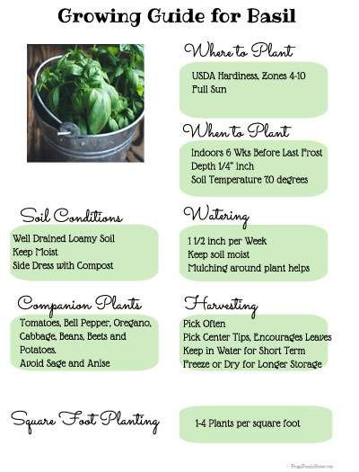 Growing Basil Indoors, Basil Garden, Compost Mulch, Outdoor Herb Garden, Gardening Guide, Growing Basil, Garden Herbs, Food Health Benefits, Garden Flower Beds