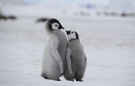 Penguin Photos, Emperor Penguin Chick, Emperor Penguins, Snow Hill, Penguin Craft, Emperor Penguin, Penguin Love, Baby Penguins, Wild Dogs