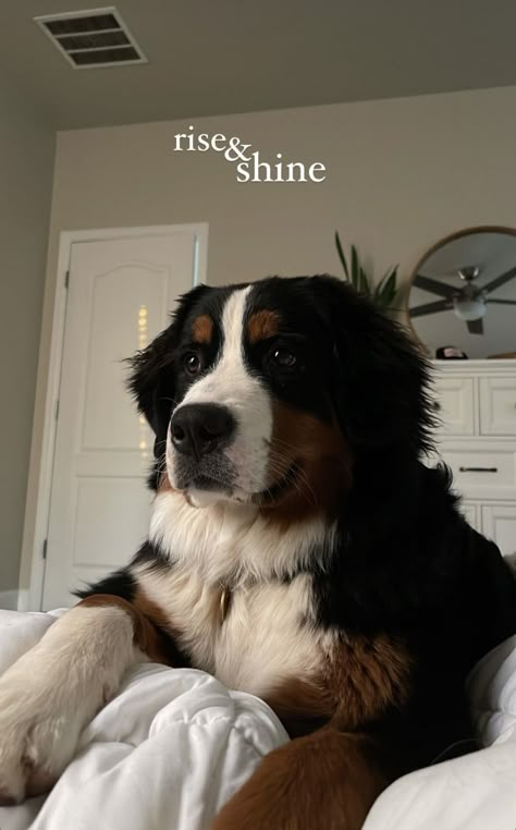 Big Dogs Cute, Bernie’s Mountain Dog, Saint Bernese Mountain Dog, Mountain Bernese Dog, Cute Bernese Mountain Dog Puppies, Big Dog And Small Dog, Bernese Mountain Dog And Golden, Bernese Mountain Dog Full Grown, Bernese Mountain Dog Aesthetic