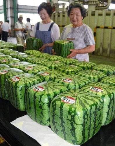 Square Watermelon, Weird Fruit, All About Japan, Beautiful Fruits, Japanese Sweets, Fruit Plants, Fruit Garden, Exotic Fruit, Fruit Art