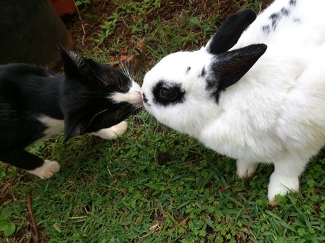 Bunny Gets a Kiss from His Kitty Friend Daily Bunny, Kitty Kisses, Silly Animals, Baby Bunnies, Wild Life, Animals Friends, Animal Pictures, Baby Animals