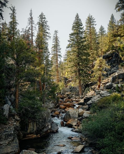 Want to teleport into this photo? We do too, and that’s why we created Juniper Ridge. Use any of our redwood mist scents and you’ll find yourself wrapped in the smell of a fog drenched forest anywhere, anytime🌲 Good Vibes Pictures, Kitchen Cleaning Schedule, Sauna Project, Pear Preserves, Mobile Sauna, Forest Essentials, Essential Oil Distiller, Visual Strategy, Mountain Landscape Painting