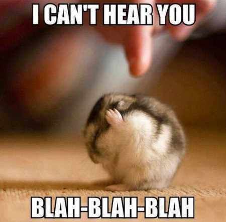 Hilarious Animal Pictures, Hamster Memes, Thanksgiving Puns, Special Friend Quotes, Angry Dog, Funny Hamsters, Hilarious Pictures, Pictures Funny, Memes Hilarious