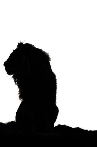 Lion Shadow, Lion Stencil, Lion And Lamb, Shadow Art, Phone Background, Phone Backgrounds, Human Silhouette, Lion, ? Logo