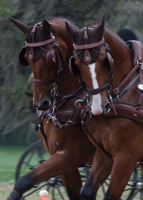 Beautiful team of carriage horses Driving Horses, Carriage Horse, Hackney Horse, Carriage Driving, Horse Harness, Country Manor, Riding Clothes, Horse Riding Clothes, All About Horses