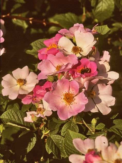 Rosa setigera (Climbing prairie rose) #24312 Reflections Art, Prairie Rose, Lady Bird Johnson Wildflower Center, Reflection Art, Seed Collection, University Of Texas At Austin, Lady Bird Johnson, Seed Bank, Rosé Aesthetic