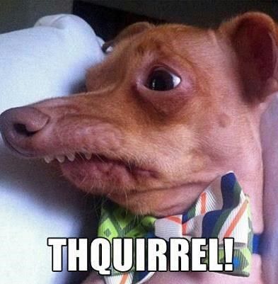 Submitted by: Unknown                        Tagged:   dogs ,  cute ,  squirrels ,  lisp ,  funny   Share on Facebook Ugly Dogs, E Card, Laughing So Hard, Tolkien, Bones Funny, Amalfi, Funny Cute, Funny Dogs, A Dog