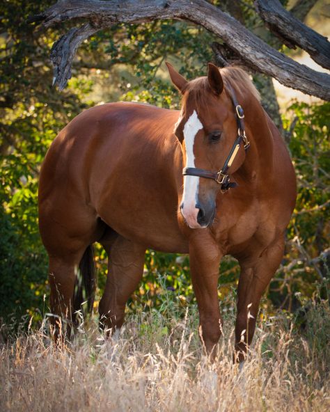 Quarter horse - Chestnut gelding named Red. Chestnut Horse Photography, Chestnut Horses, Photoshopped Animals, Rodeo Girls, Eventing Horses, Quarter Horses, Dream Horse, American Quarter Horse, Most Beautiful Animals