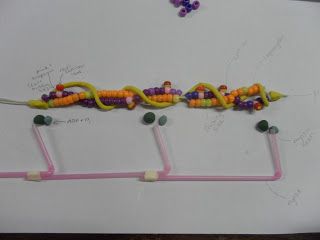 Good way to get students to work through what happens when muscle filaments contract. Go to the blog for more details. Muscle Contraction Model, Sliding Filament Theory Model, Sliding Filament Theory, Biology Teaching, Human Body Projects, Muscle Model, Exercise Physiology, Muscle Contraction, Anatomy And Physiology