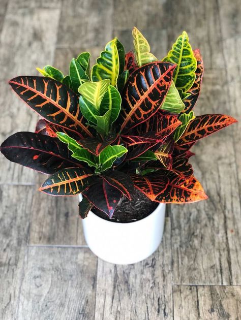 Petra Croton, Croton Petra, Indoor Office Plants, Indoor Tropical Plants, Prayer Plant, Pacific Islands, Peace Lily, Office Plants, Peat Moss