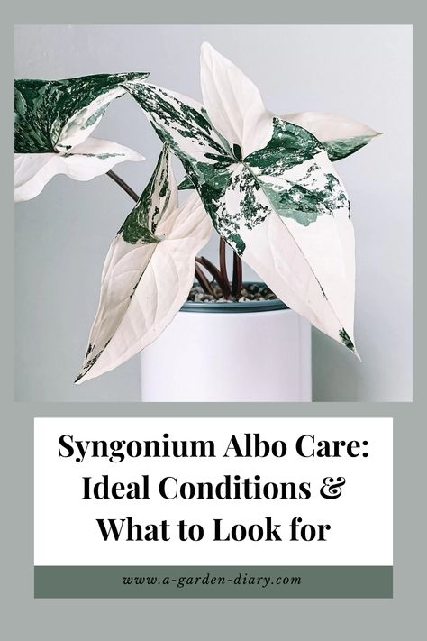 Mastering Syngonium Albo care is key to keeping this stunning plant thriving. With its striking white and green variegation, the Syngonium Albo demands the right balance of bright, indirect light and consistent moisture to maintain its beauty. Ensure well-draining soil, moderate humidity, and regular pruning for optimal growth. Learn what to look for in its health, how to spot early signs of stress, and create the perfect environment to help your Syngonium Albo flourish with ease. Syngonium Plant, Syngonium Albo, Bright Indirect Light, Garden Diary, Root Growth, Soil Health, Grass Seed, Garden Care, Yellow Leaves