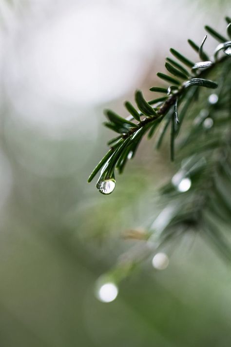 Selective Focus Photography of Plant With Dew Nature Photography Pictures, Out Of Focus Photography Aesthetic, Nature Photography Simple, Silent Nature Photography, Close Up Plant Photography, Photography Inspo Nature, Plants Photography Aesthetic, Abstract Nature Photography, Muted Photography