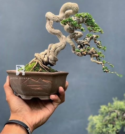 Bunjin Bonsai Style, Bonsai Sancang, Sakura Bonsai, Bonsai Drawing, Bonsai Mame, Flowering Bonsai Tree, Bonsai Nursery, Bonsai Mini, Bonsai Styles